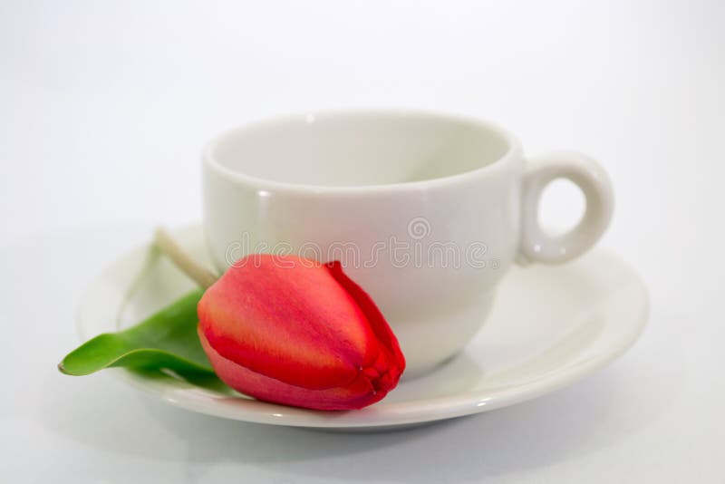 Red tulip and coffee cup