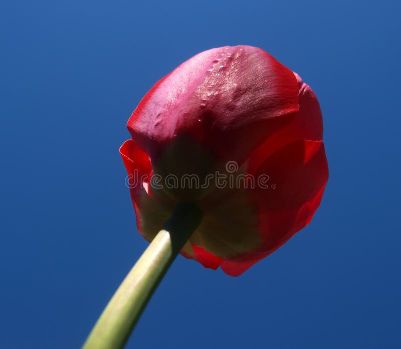 Red tulip stock photo. Image of beautiful, gentian, isolated 39601176