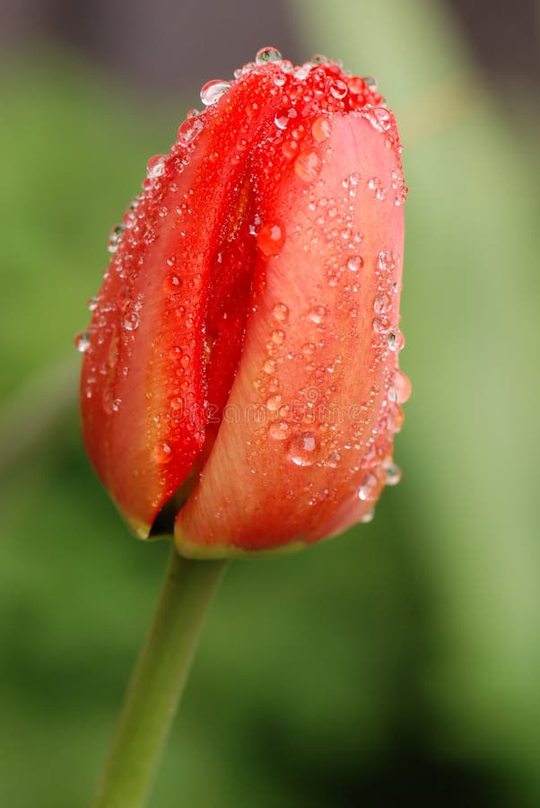 Red tulip covered with raindrops