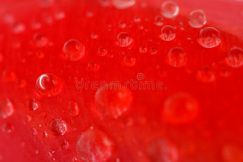 Red tulip with dew drops