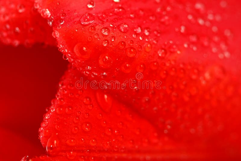 Red tulip with dew drops