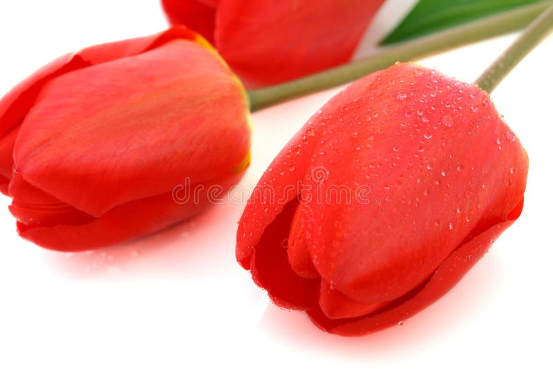 Red tulip with drops of dew