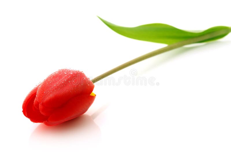 Red tulip with drops of dew