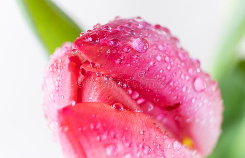 Red tulip in drops of water close-up.