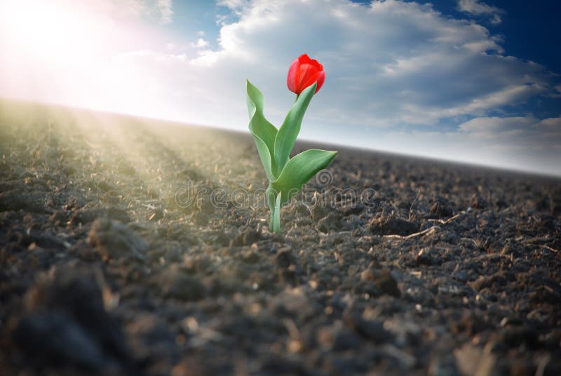 Lonely red tulip in the field. Beautiful dried field flowers stock images, royalty-free photos and pictures
