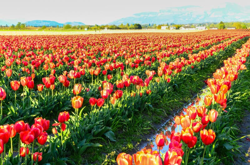 Red tulip field stock photo. Image of mountain, field - 80888028