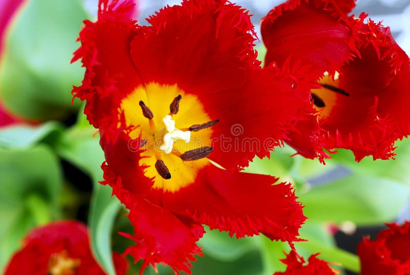 Red Tulip Flower