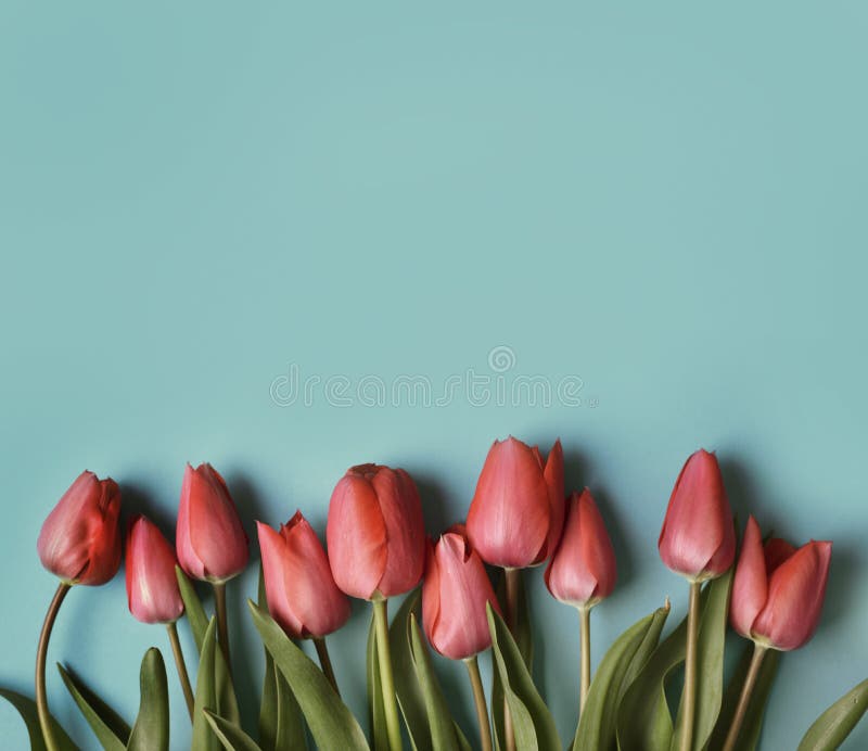Red tulip flower on pastel blue background from above. Spring bud bouquet creative frame design. Valentine, Mother`s day and