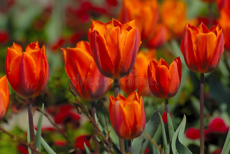 Red tulip flowers