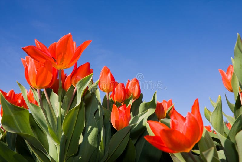 Red tulip flowers on blue sky