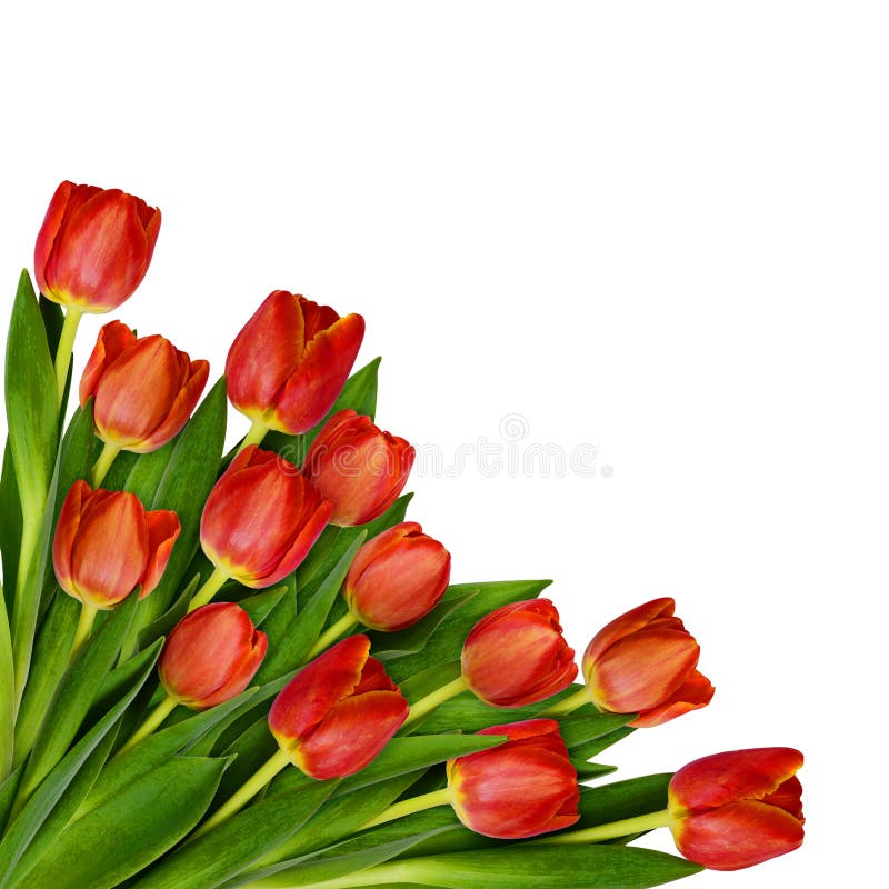 Red Tulip Flowers Bouquet in a Corner Stock Image Image of orange