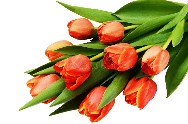 Red tulip flowers bouquet