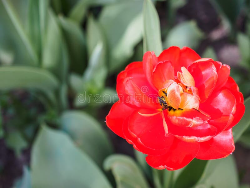 Red tulip growing in the garden. Close-up stock photos Red tulip growing in the garden. Close-up stock photos