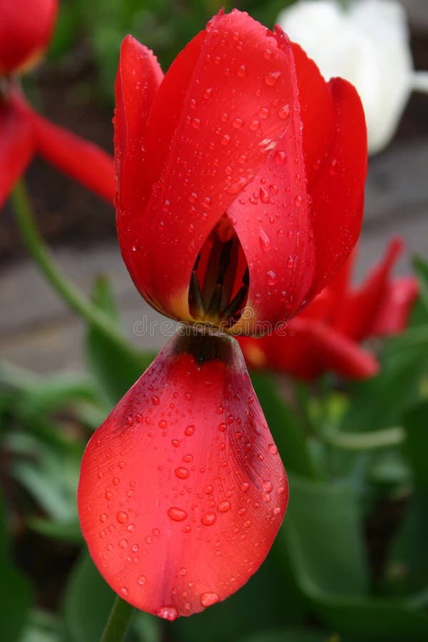Red tulip in the rain
