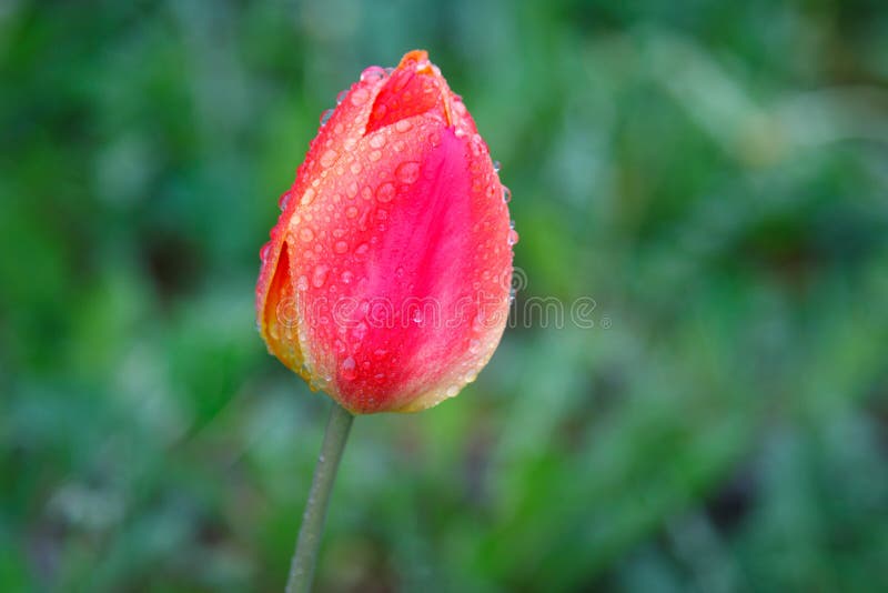 Red tulip after the rain stock photography Red tulip after the rain stock photography