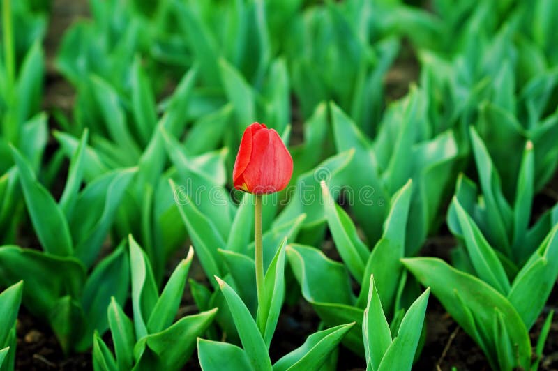 Red tulip stand out stock photography