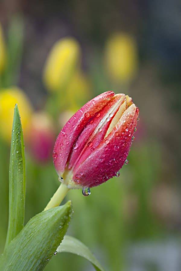 Red tulip with water drops