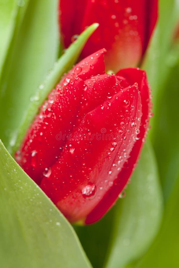 Red tulip with water drops