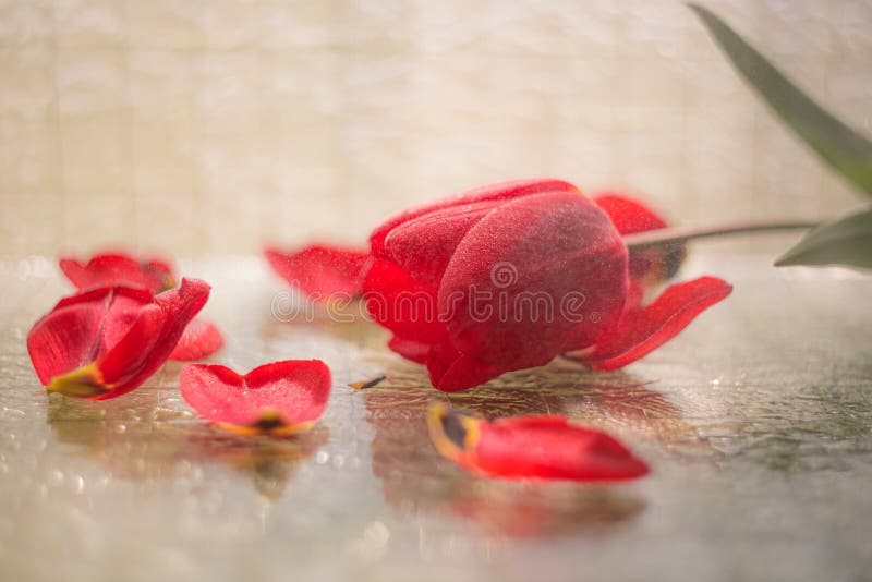 Red tulip with water drops on the petals