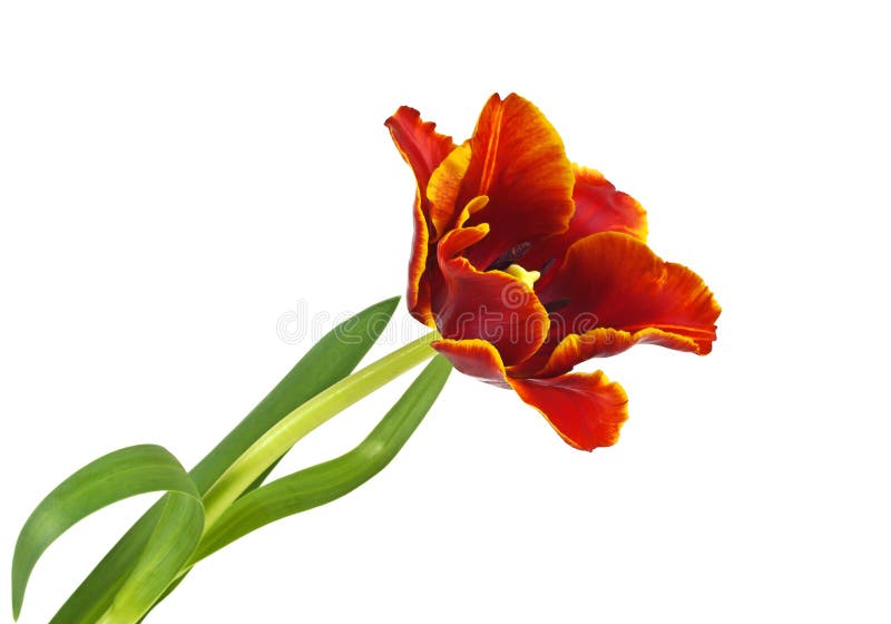 Red tulip on a white background