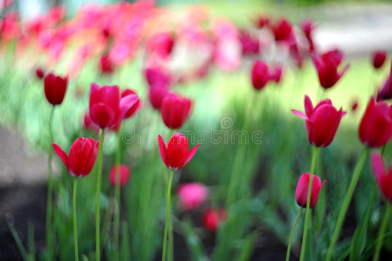 Red tulips