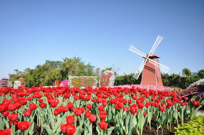 Red tulips