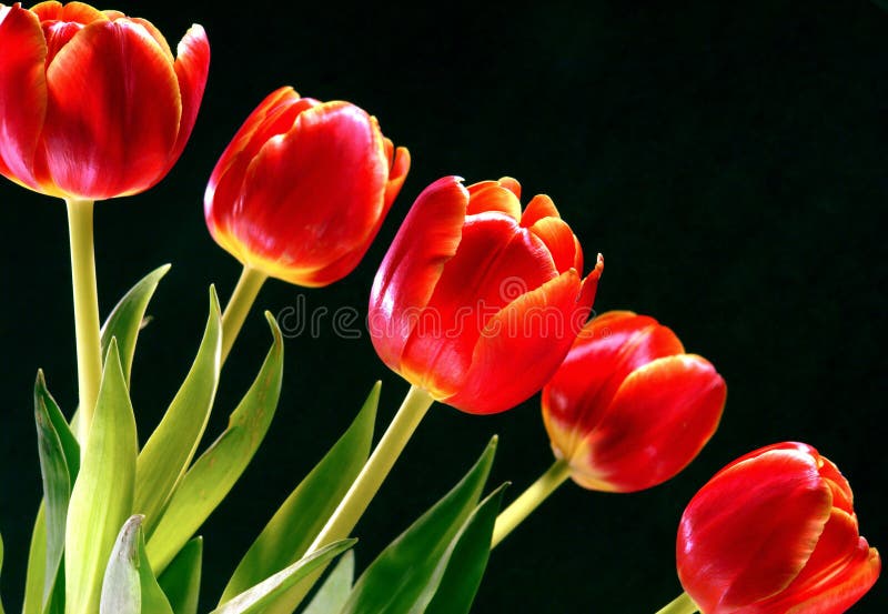 Red Tulips