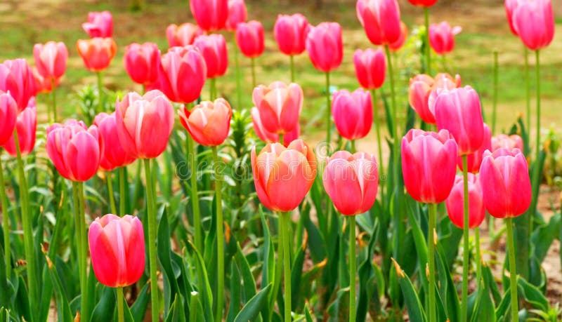 Red tulips