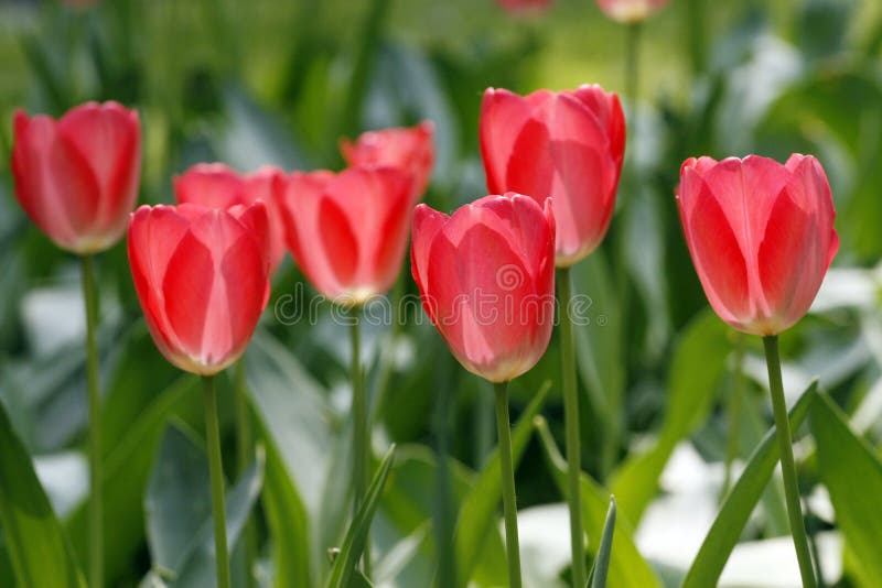 Red tulips