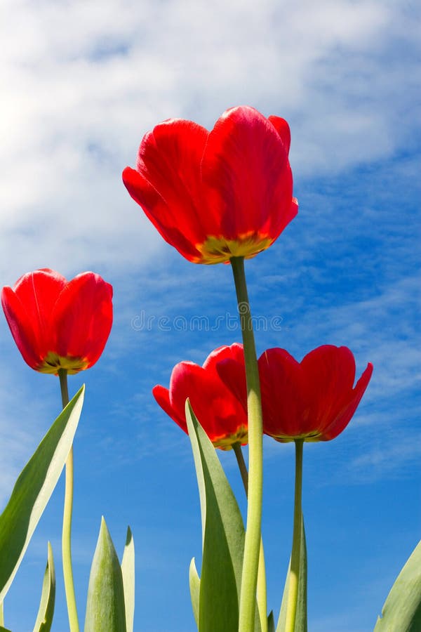 Red tulips