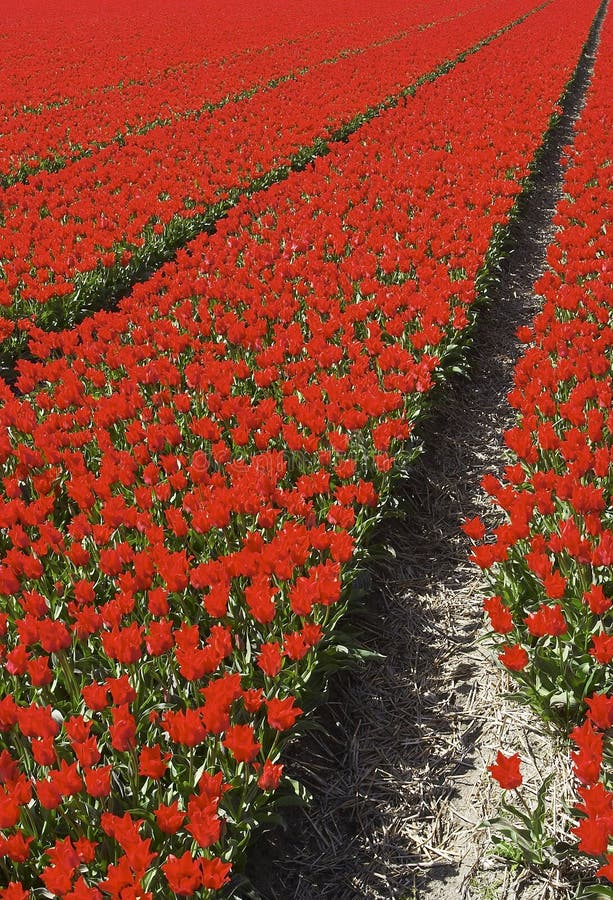 Red Tulips