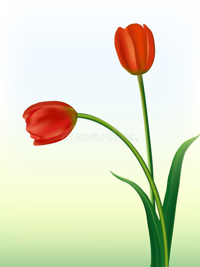 Red tulips