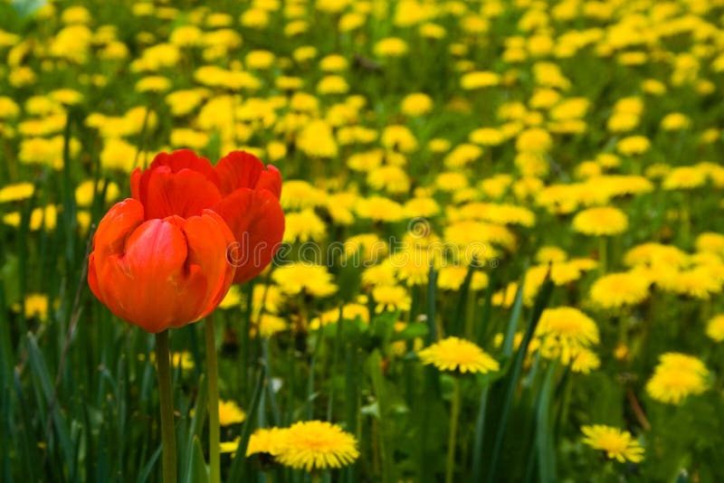 Red tulips