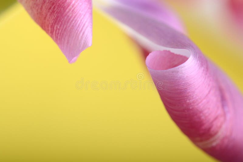 Red tulips against a yellow background, close up flowers