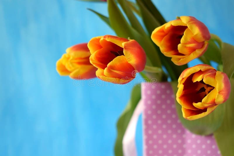 Red tulips on blue background stock photography Red tulips on blue background stock photography
