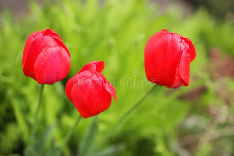 Red tulips, close-up