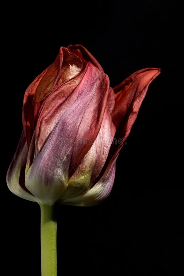Red Tulips in the dark. Red Tulip on black background in macro. Close up flowers photography. royalty free stock photo Red Tulips in the dark. Red Tulip on black background in macro. Close up flowers photography. royalty free stock photo