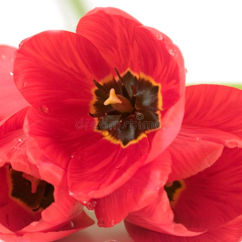 Red tulips in drops of dew