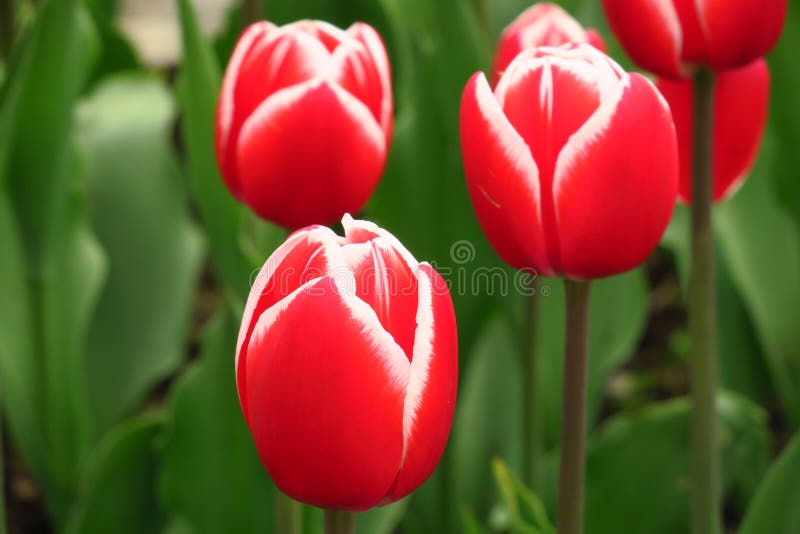 Red tulips field in Netherlands. Red tulip fields. Red tulips view. Red tulip fields in Holland stock photos Red tulips field in Netherlands. Red tulip fields. Red tulips view. Red tulip fields in Holland stock photos