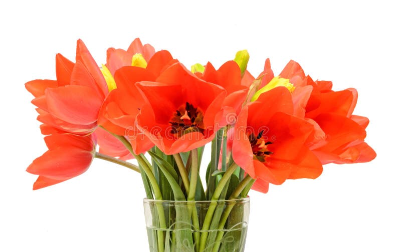 Red tulips flowers, floral arrangement (bouquet), in a transparent vase, white background.