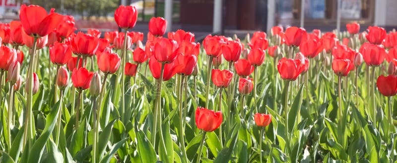 Red tulips stock image. Image of gardening, plant, bloom 94732703
