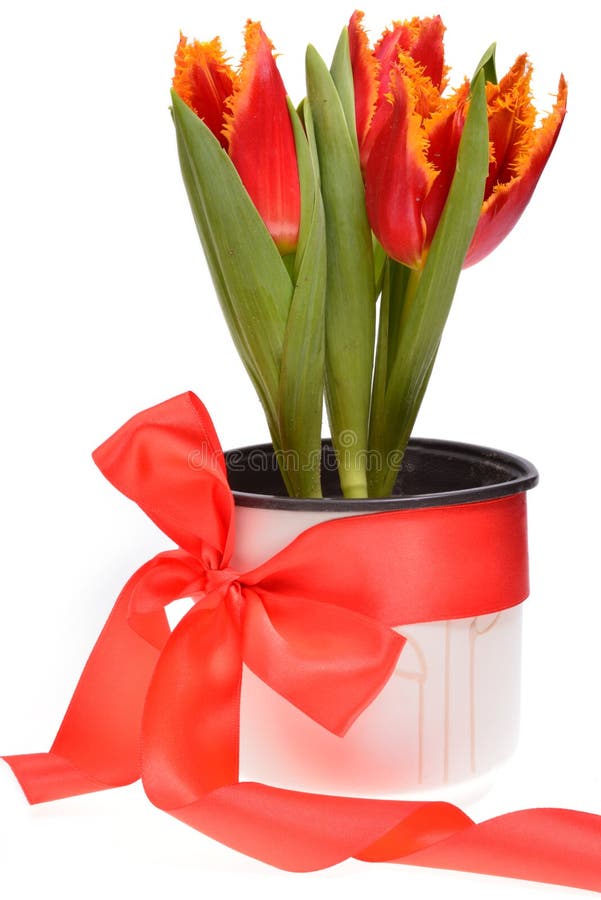 Red Tulips in a Pot Wrapped Around with Red Ribbon Stock Photo Image