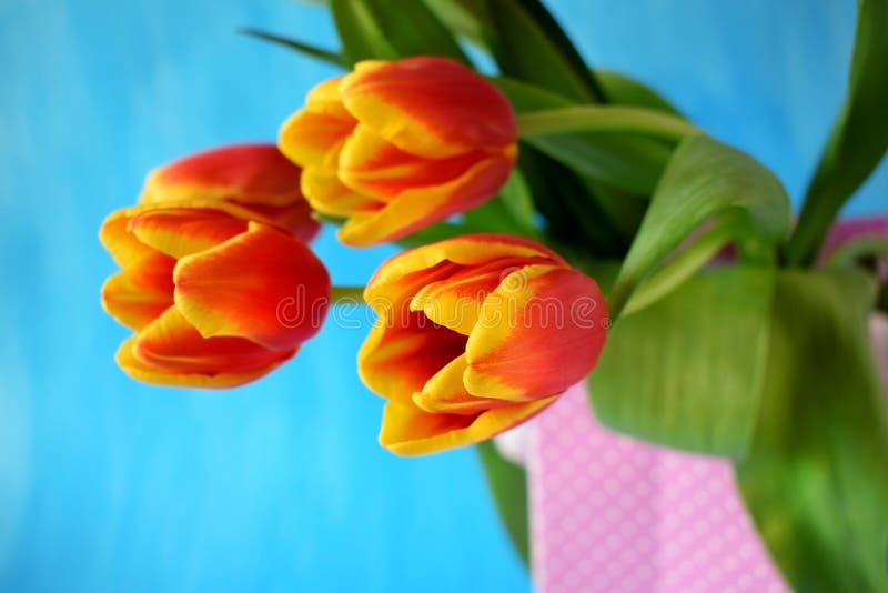 Red tulips in a present bag stock image Red tulips in a present bag stock image