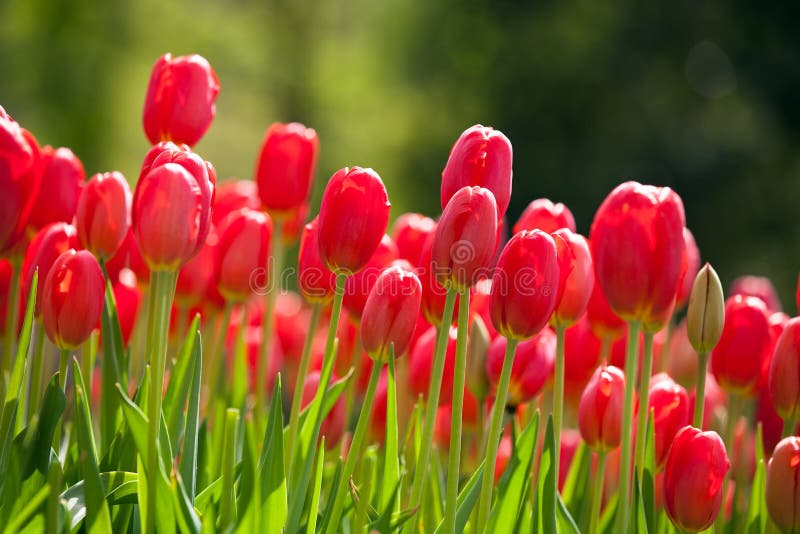 La fioritura dei tulipani rossi in primavera.