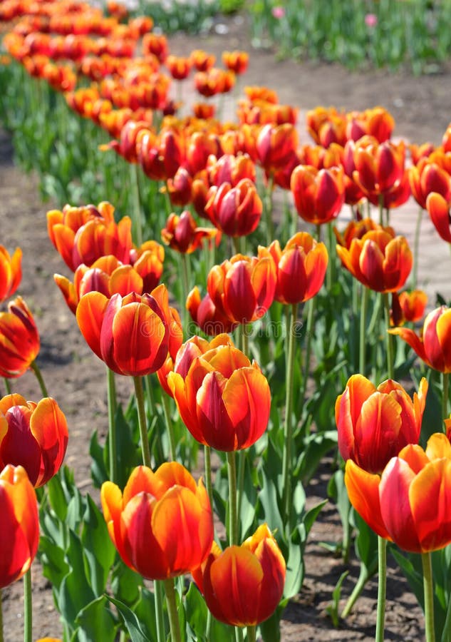 Red tulips in springtime 2