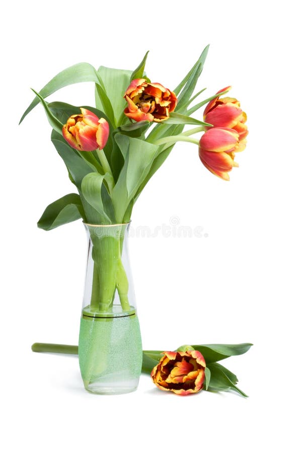 Red tulips in vase