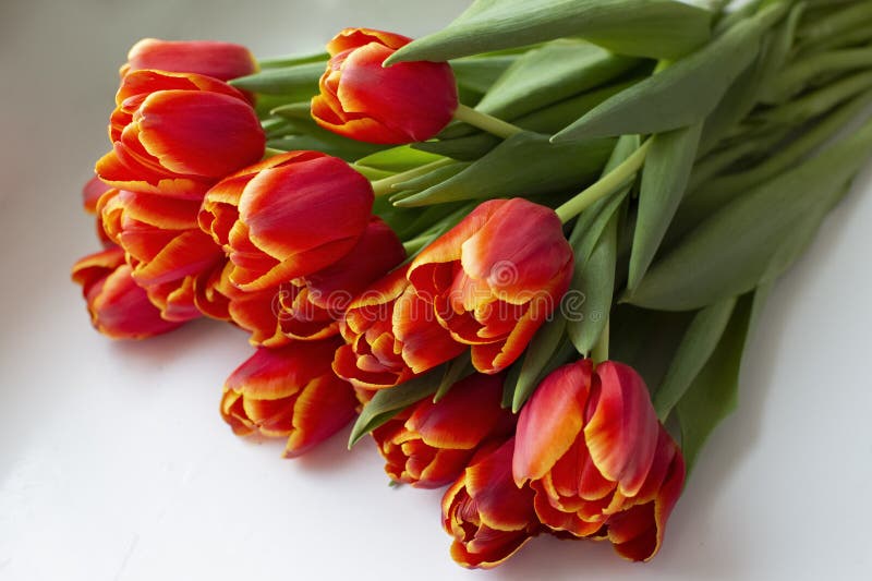 Red Tulips on a White Background. Blur.Red Tulips on a White Background