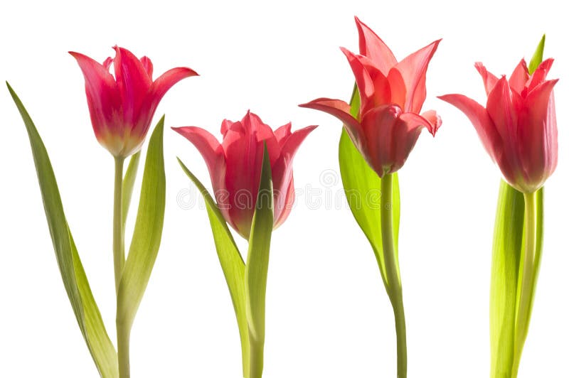 Red tulips on white isolated background