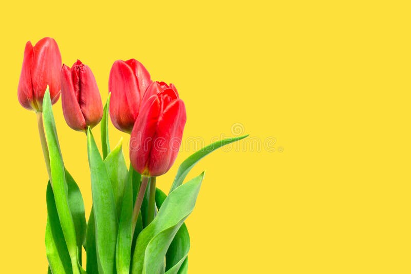 Red tulips on a yellow background. Holiday card, congratulations, copy space to the right