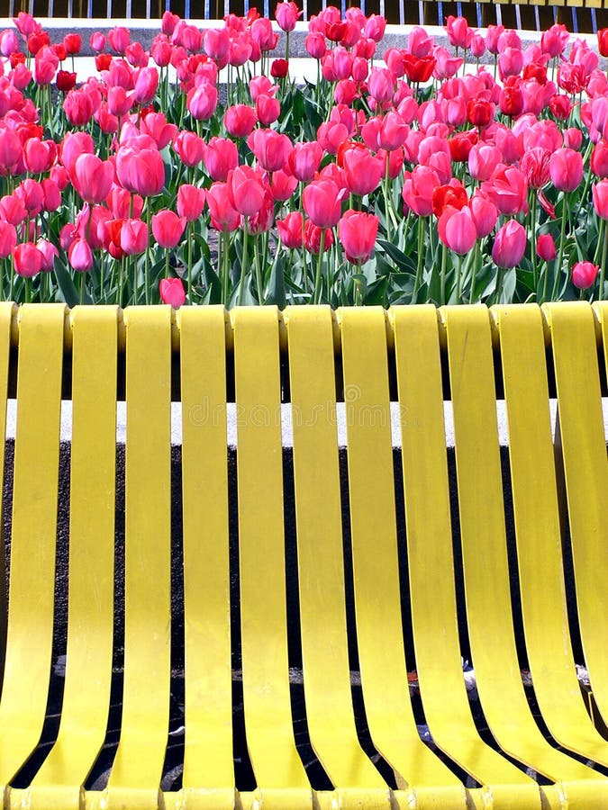 Red tulips and yellow bench